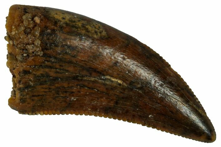 Serrated, Raptor Tooth - Real Dinosaur Tooth #295933